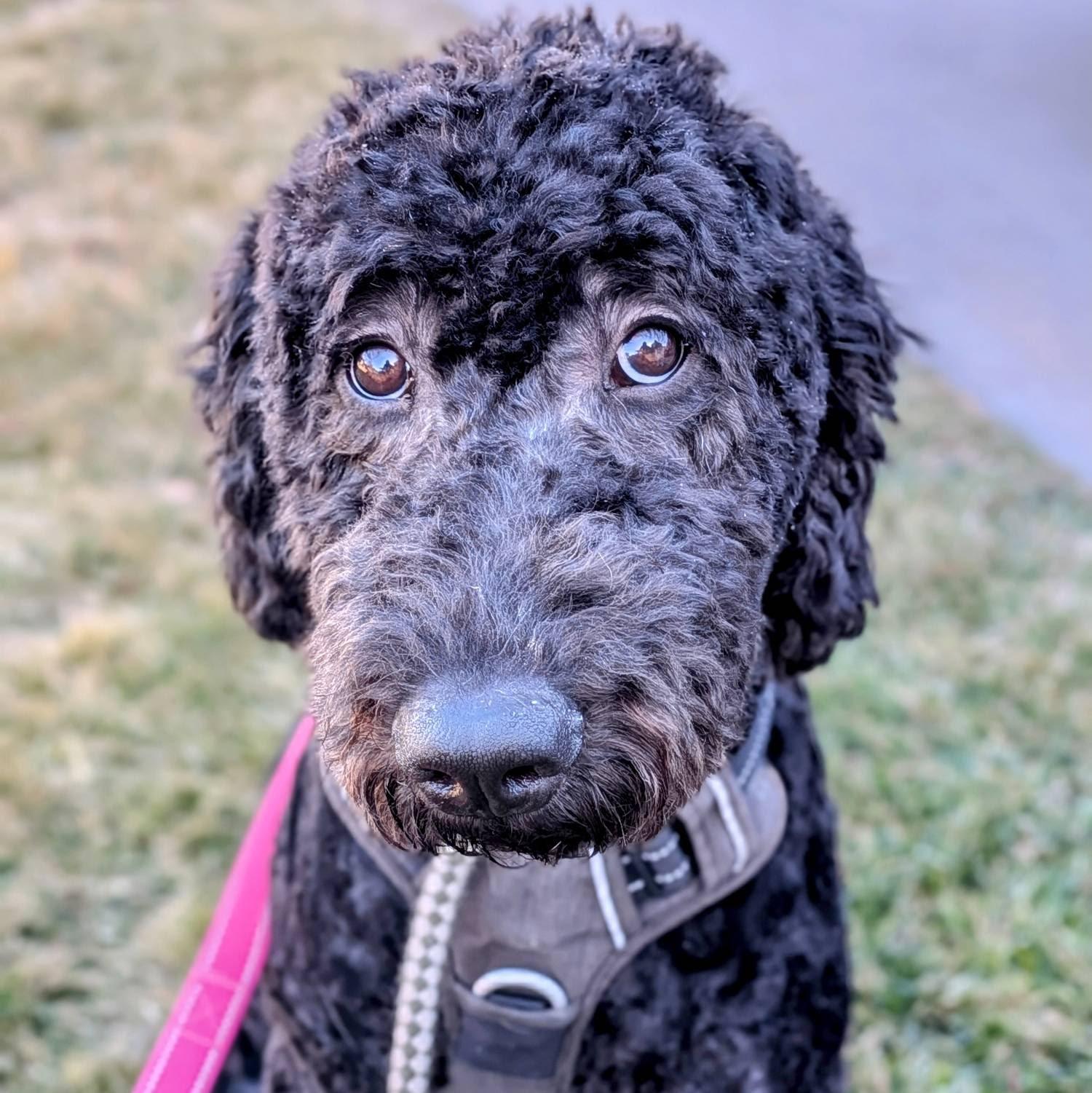 Sage, Adoptable, Young Female Standard Poodle & Bernese Mountain Dog.