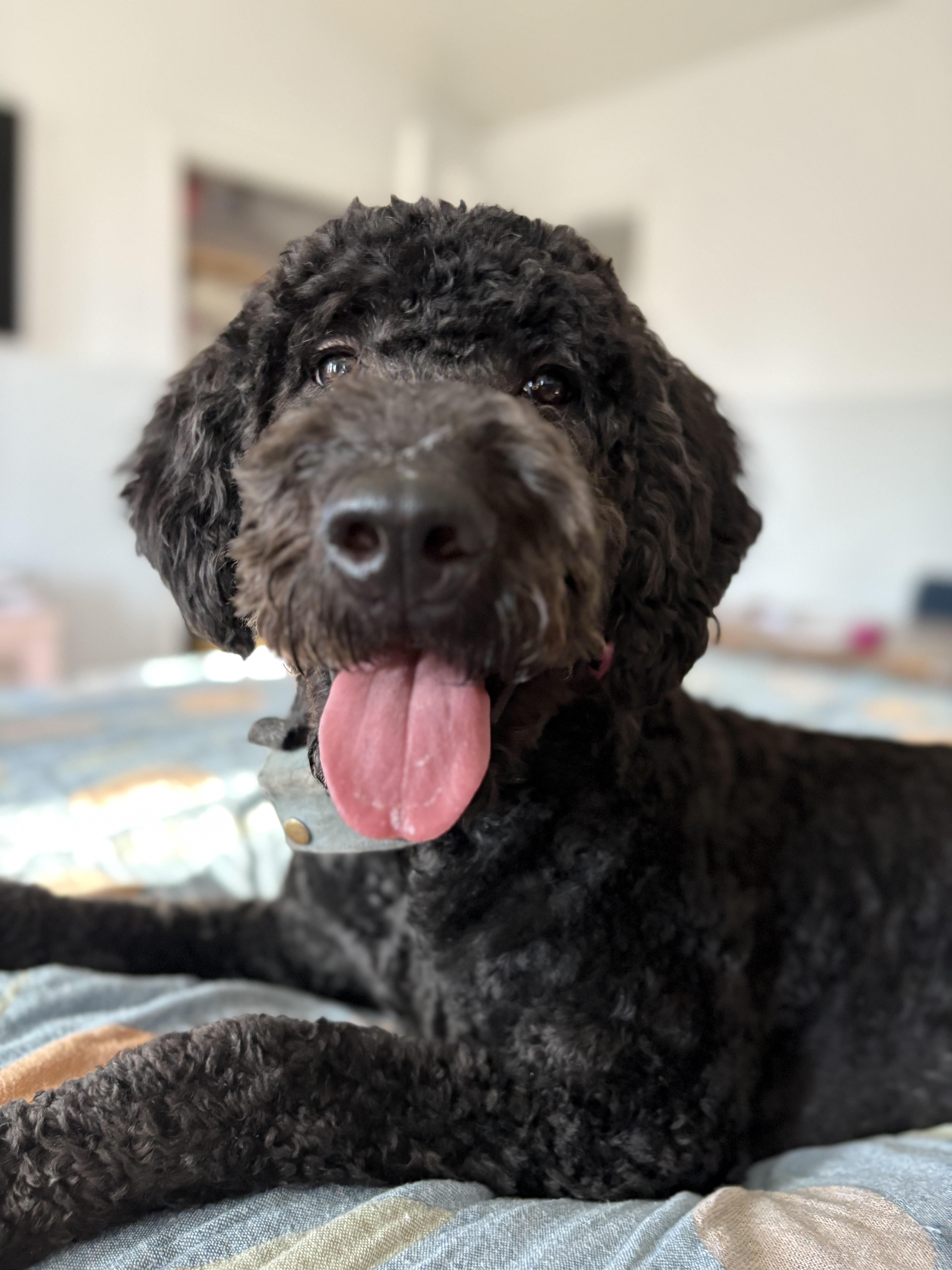 Enlarge Sage, a Adoptable mixed breed in Hurricane, UT image 2/3