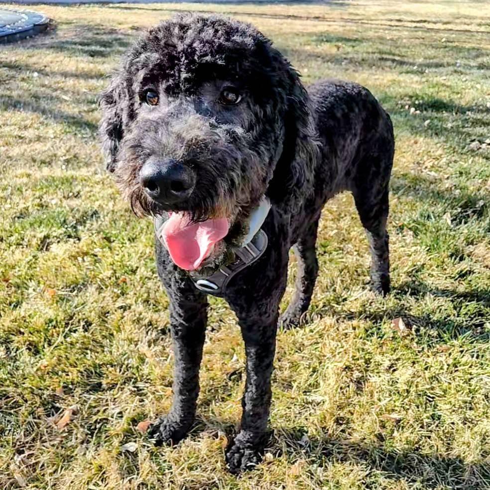 Enlarge Sage, a Adoptable mixed breed in Hurricane, UT image 3/3