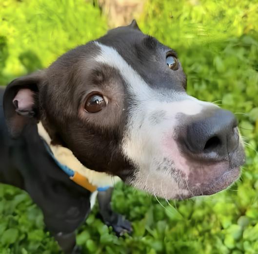 Topsy Turvy, Adoptable, Young Female Pit Bull Terrier.