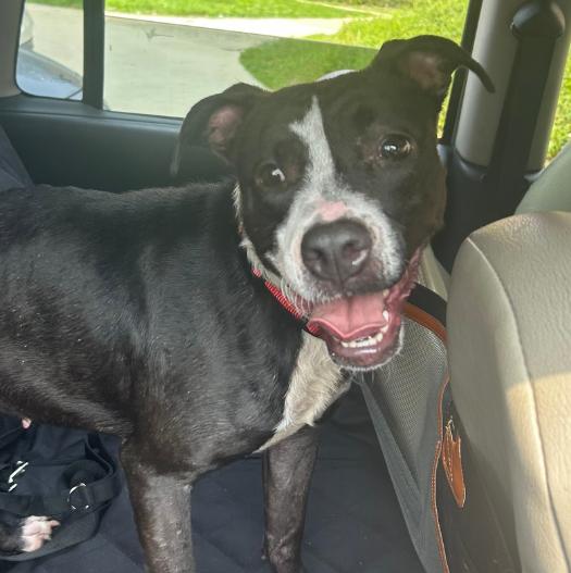 Enlarge Topsy Turvy, a Adoptable Pit Bull Terrier in Naperville, IL image 2/3