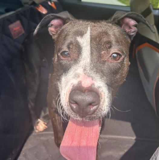 Enlarge Topsy Turvy, a Adoptable Pit Bull Terrier in Naperville, IL image 3/3