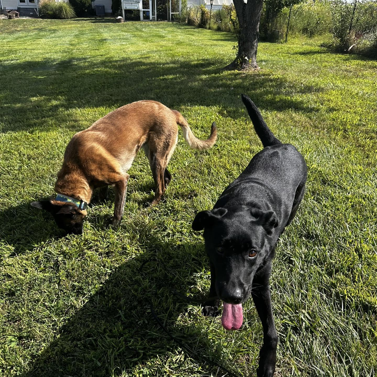 Enlarge Daisy, a Adoptable Black Labrador Retriever in Prospect, KY image 5/5