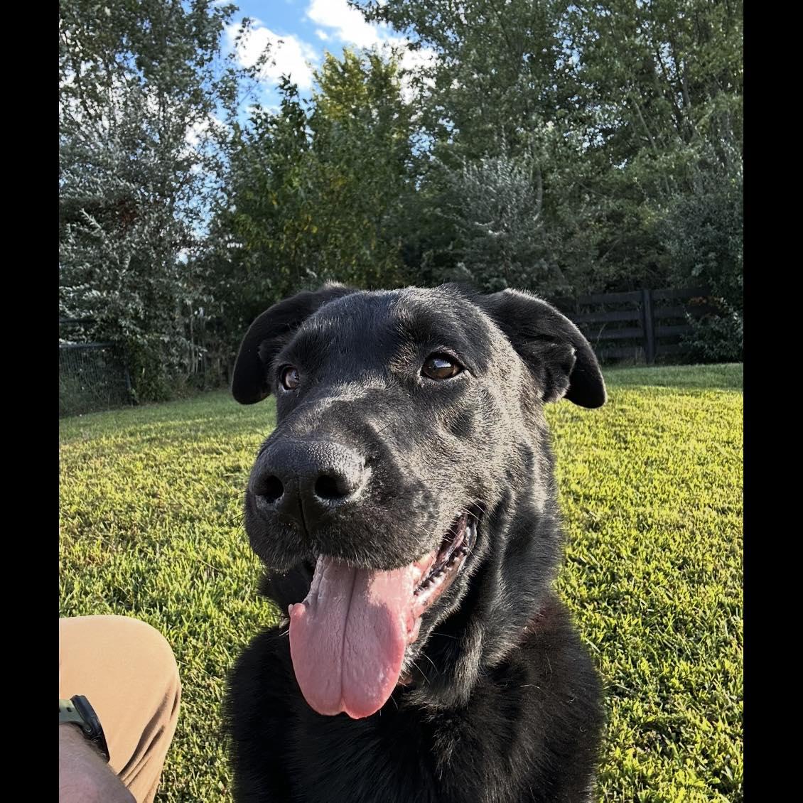 Enlarge Daisy, a Adoptable Black Labrador Retriever in Prospect, KY image 3/5