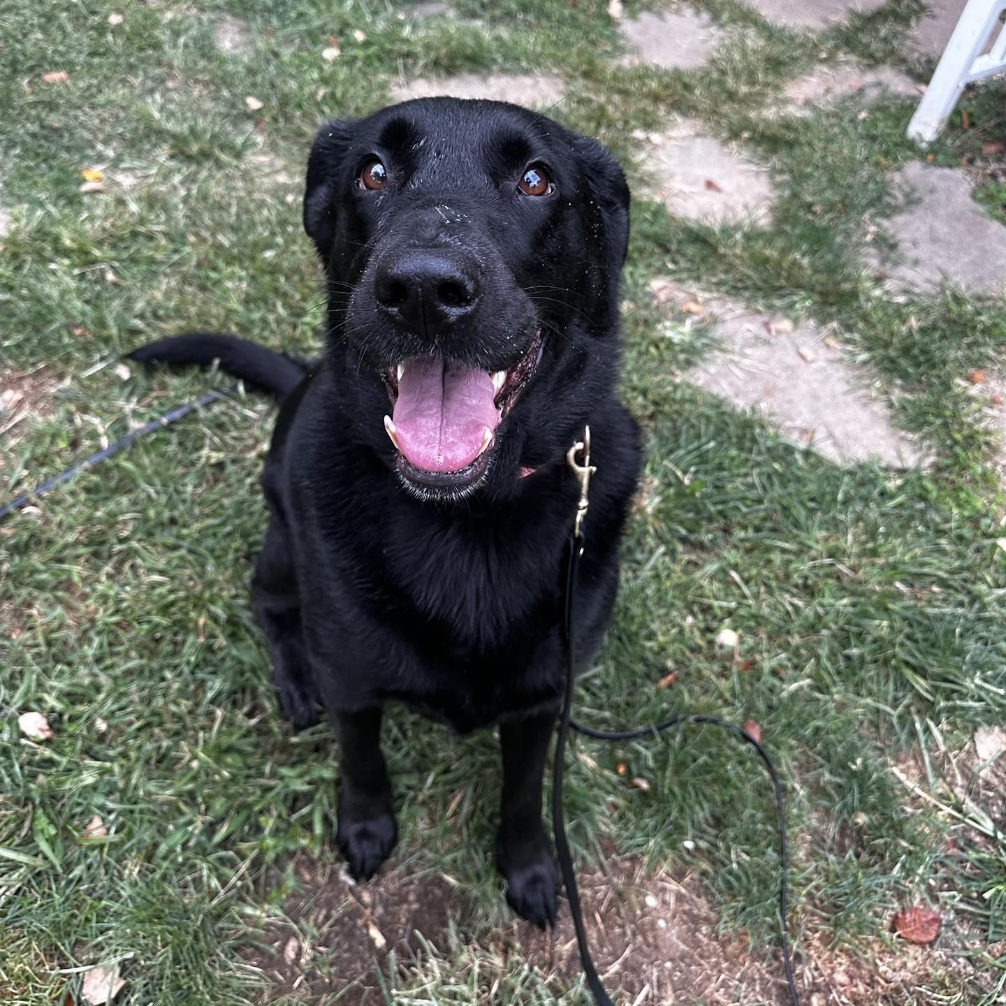 Enlarge Daisy, a Adoptable Black Labrador Retriever in Prospect, KY image 1/5