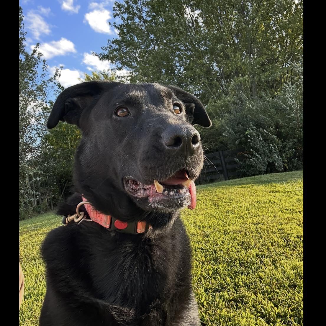 Enlarge Daisy, a Adoptable Black Labrador Retriever in Prospect, KY image 2/5