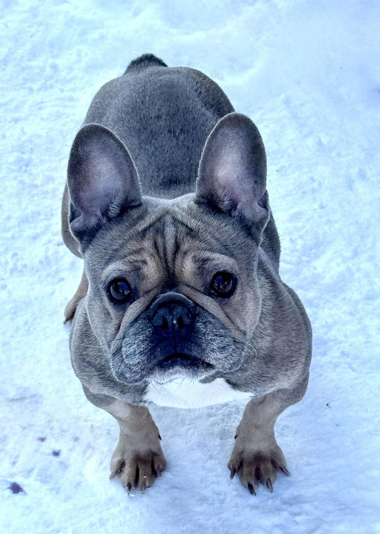 Bijou, a Adoptable French Bulldog in Buffalo, NY image 2/2