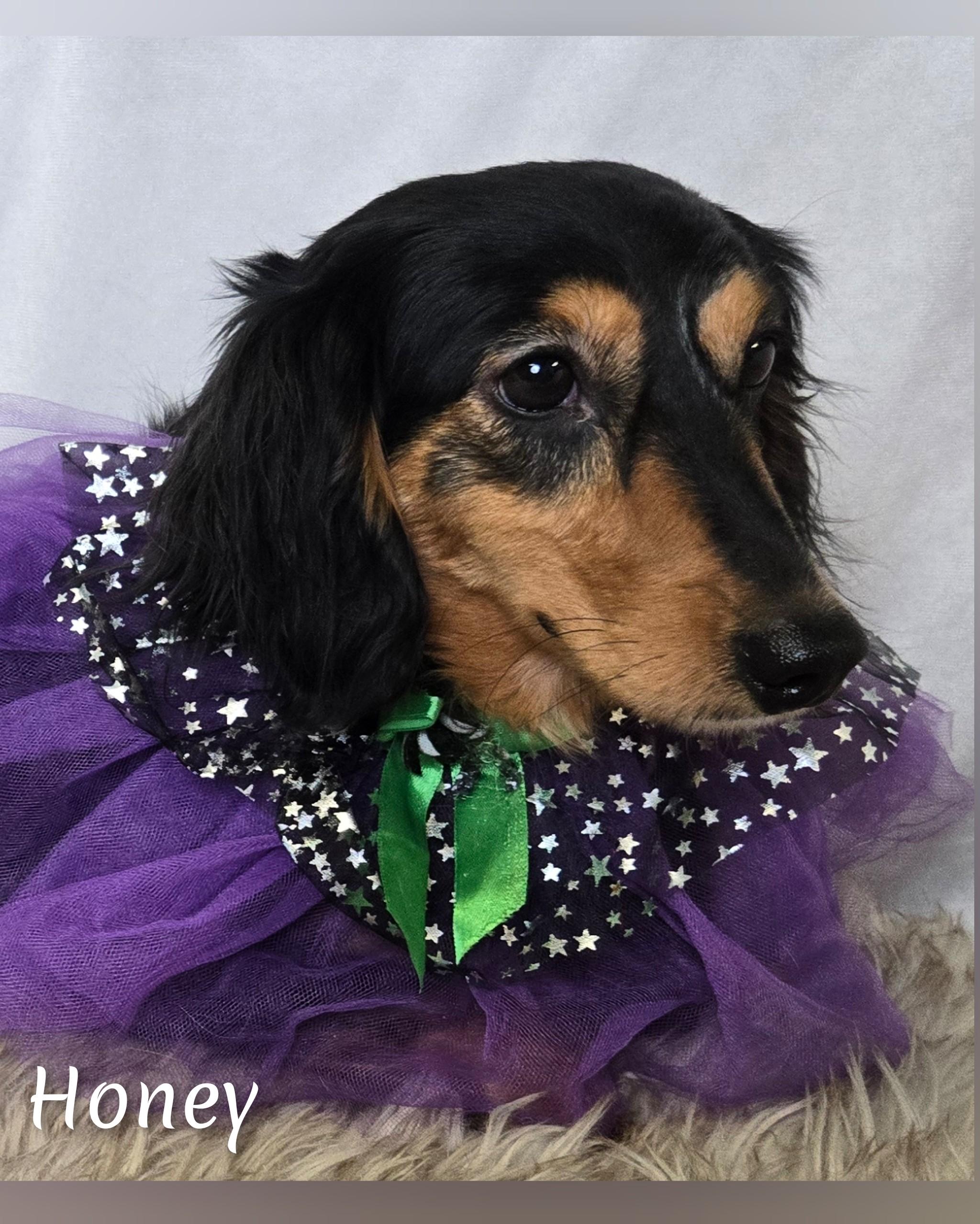 Enlarge Honey, an adopted Dachshund in Fredericksburg, VA image 6/6