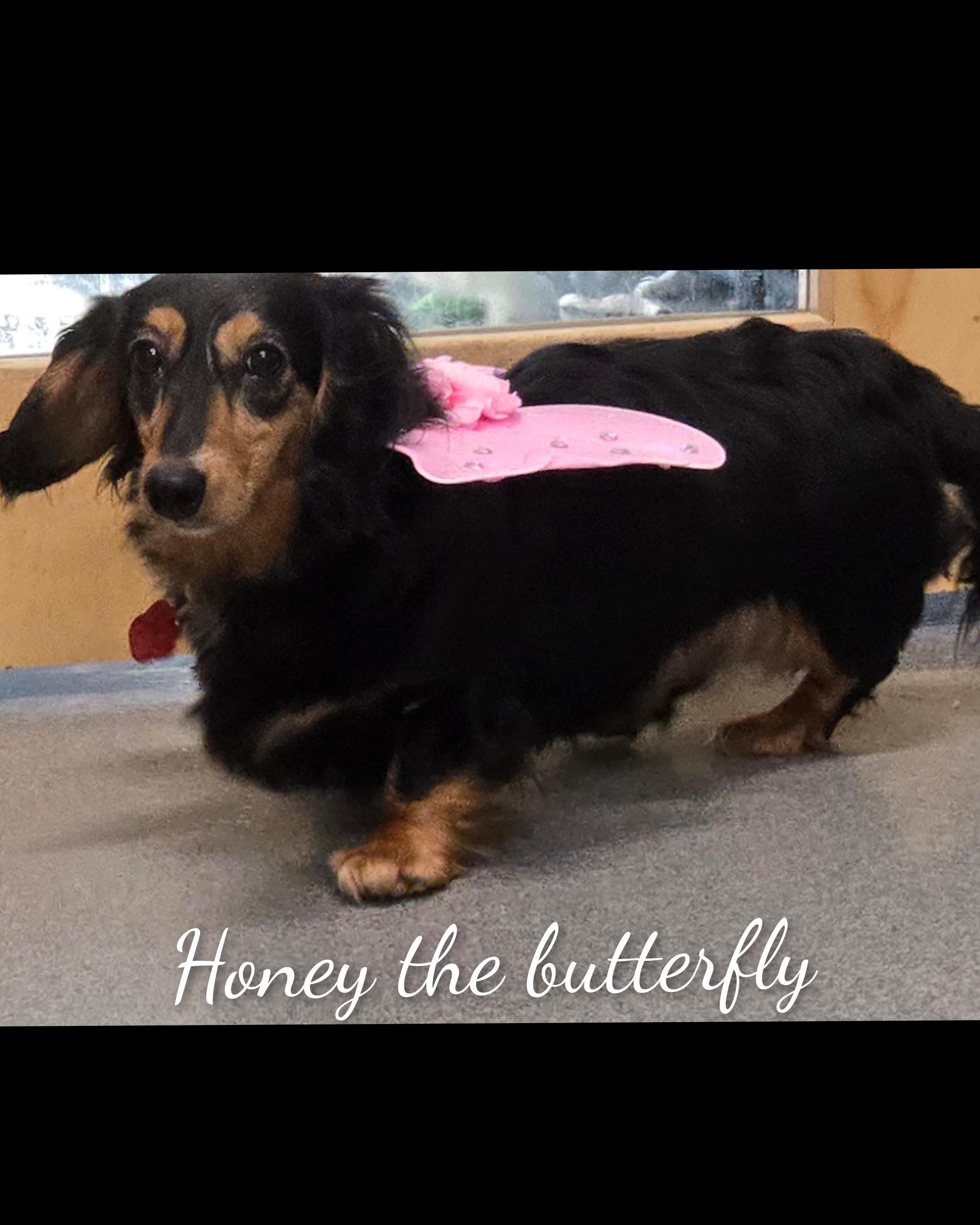 Enlarge Honey, an adopted Dachshund in Fredericksburg, VA image 5/6