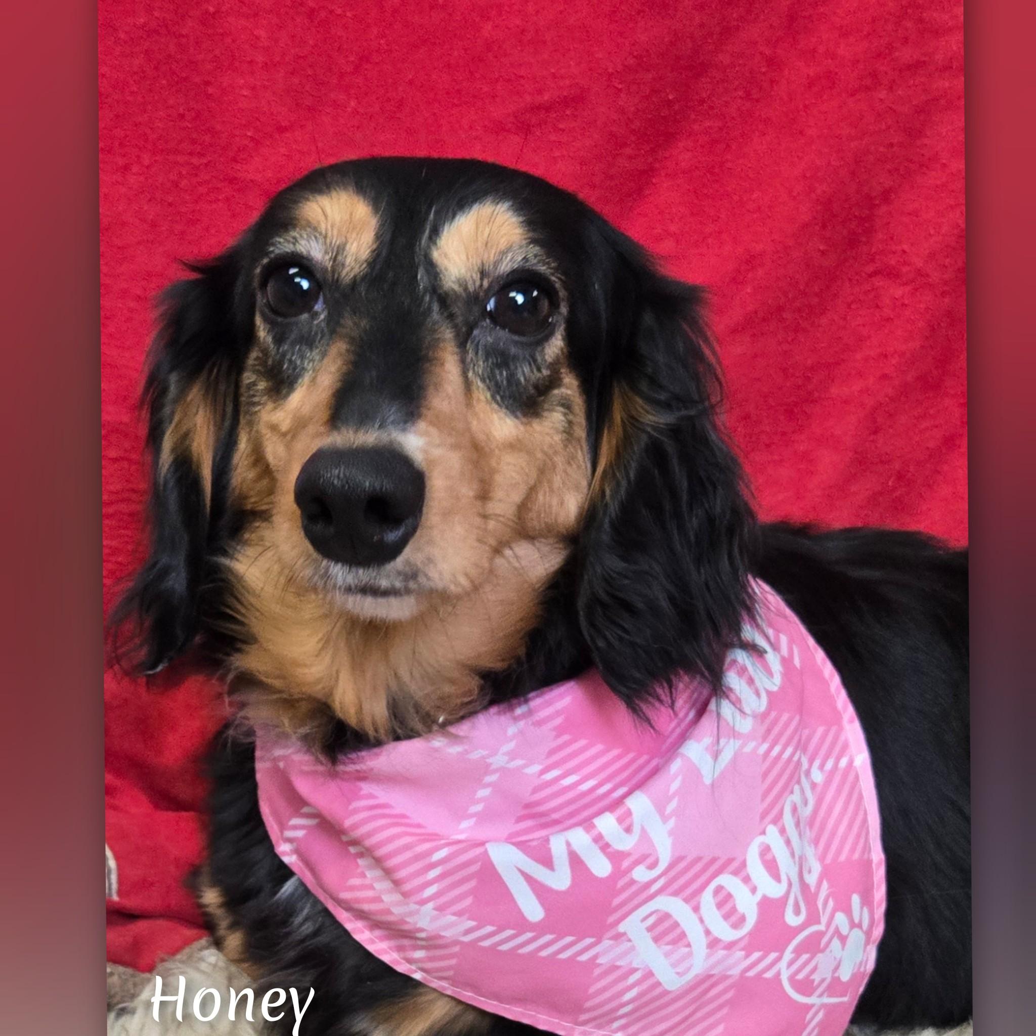 Honey, adopted, Adult Female Dachshund.