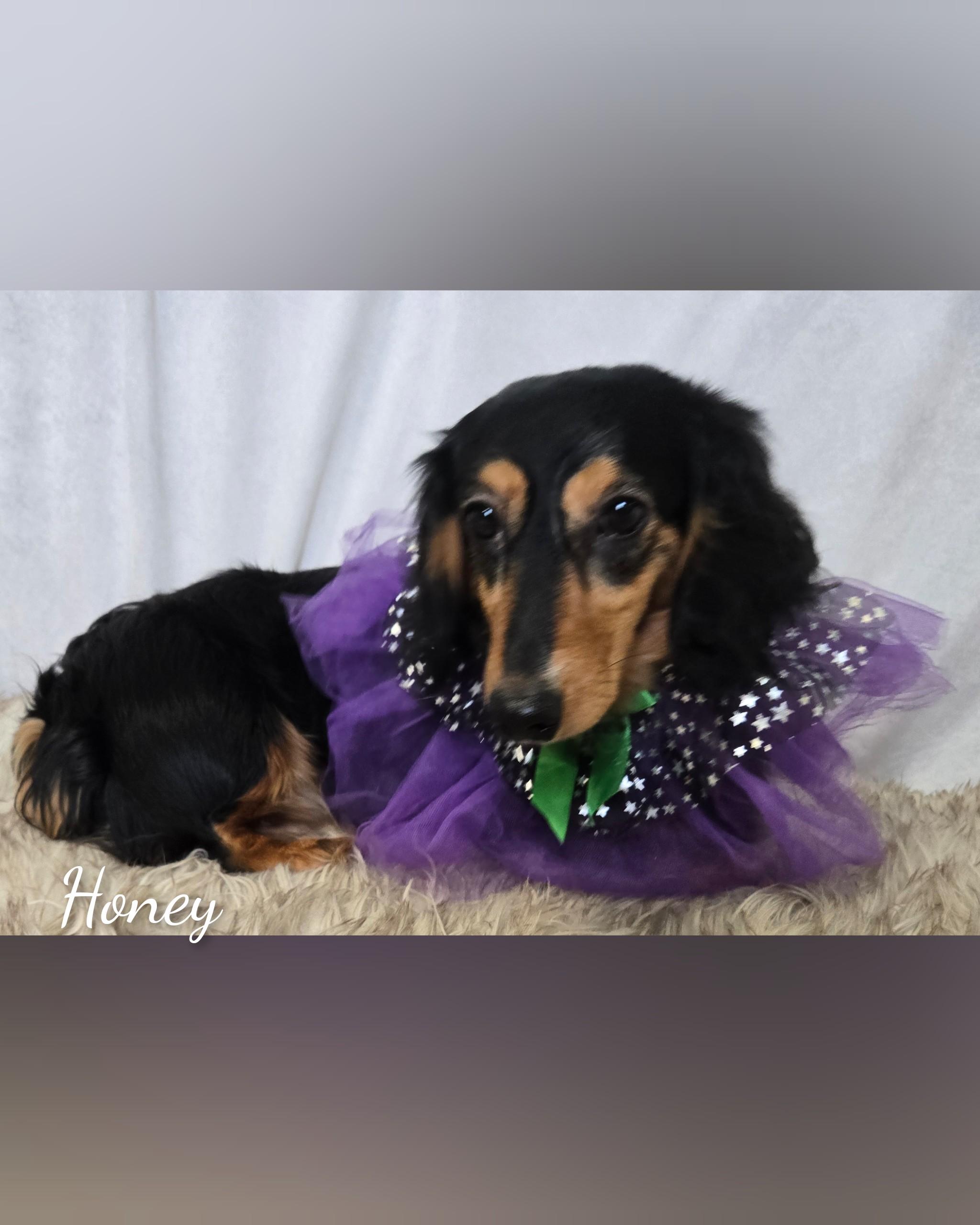 Enlarge Honey, an adopted Dachshund in Fredericksburg, VA image 3/6