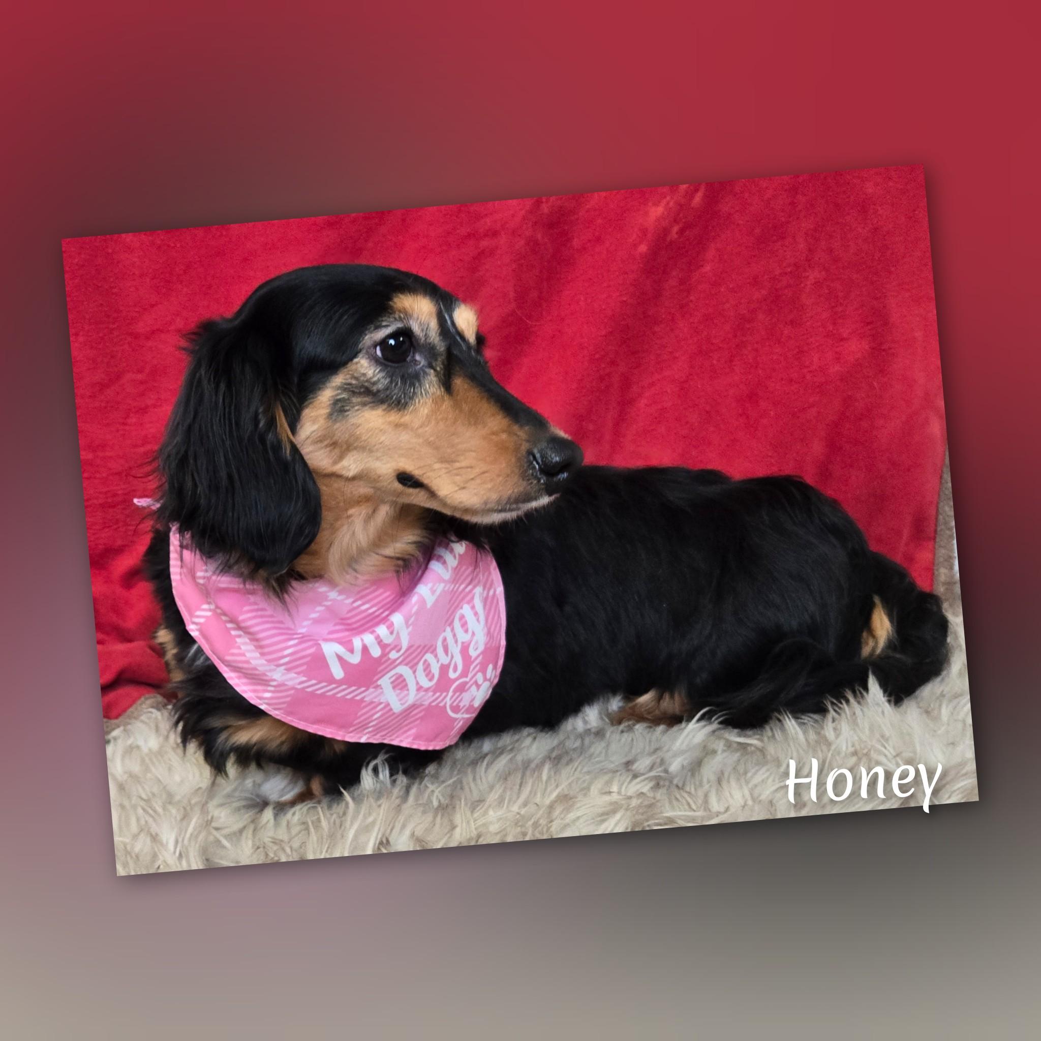 Enlarge Honey, an adopted Dachshund in Fredericksburg, VA image 4/6