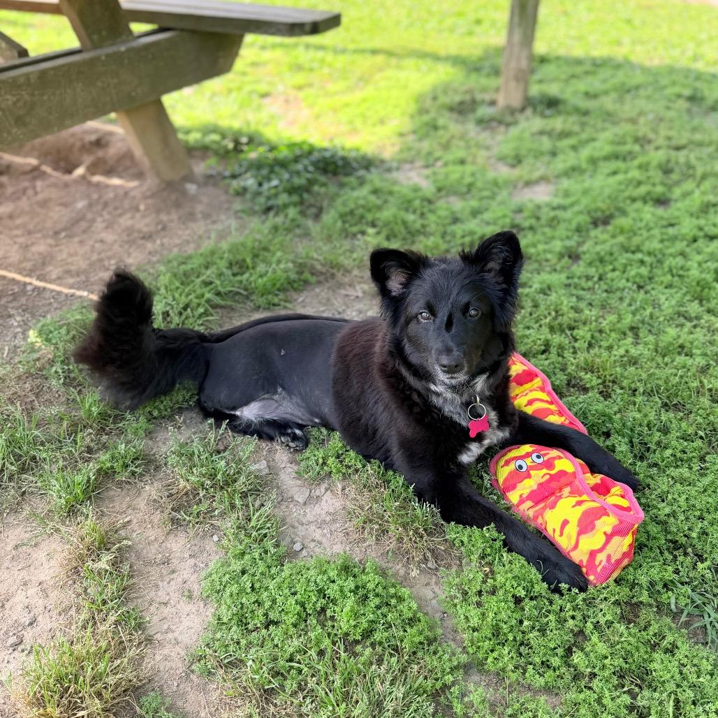 Cricket Wireless, Adoptable, Young Female Border Collie & Mixed Breed.