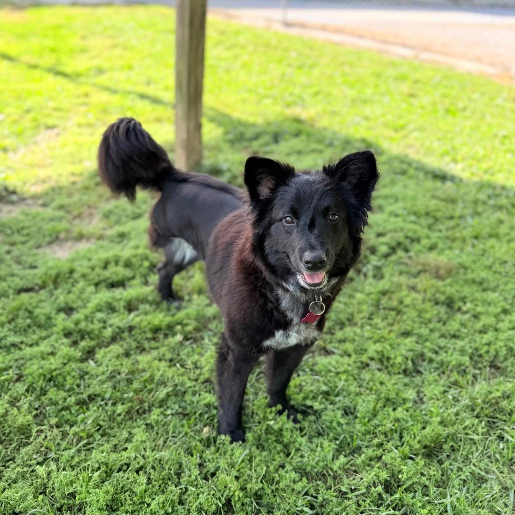 Enlarge Cricket Wireless, a Adoptable mixed breed in Carencro, LA image 2/6