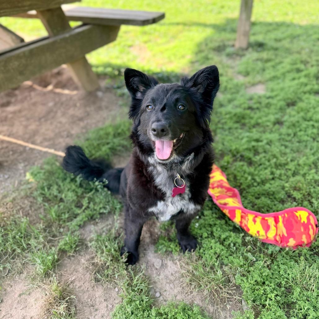 Enlarge Cricket Wireless, a Adoptable mixed breed in Carencro, LA image 5/6