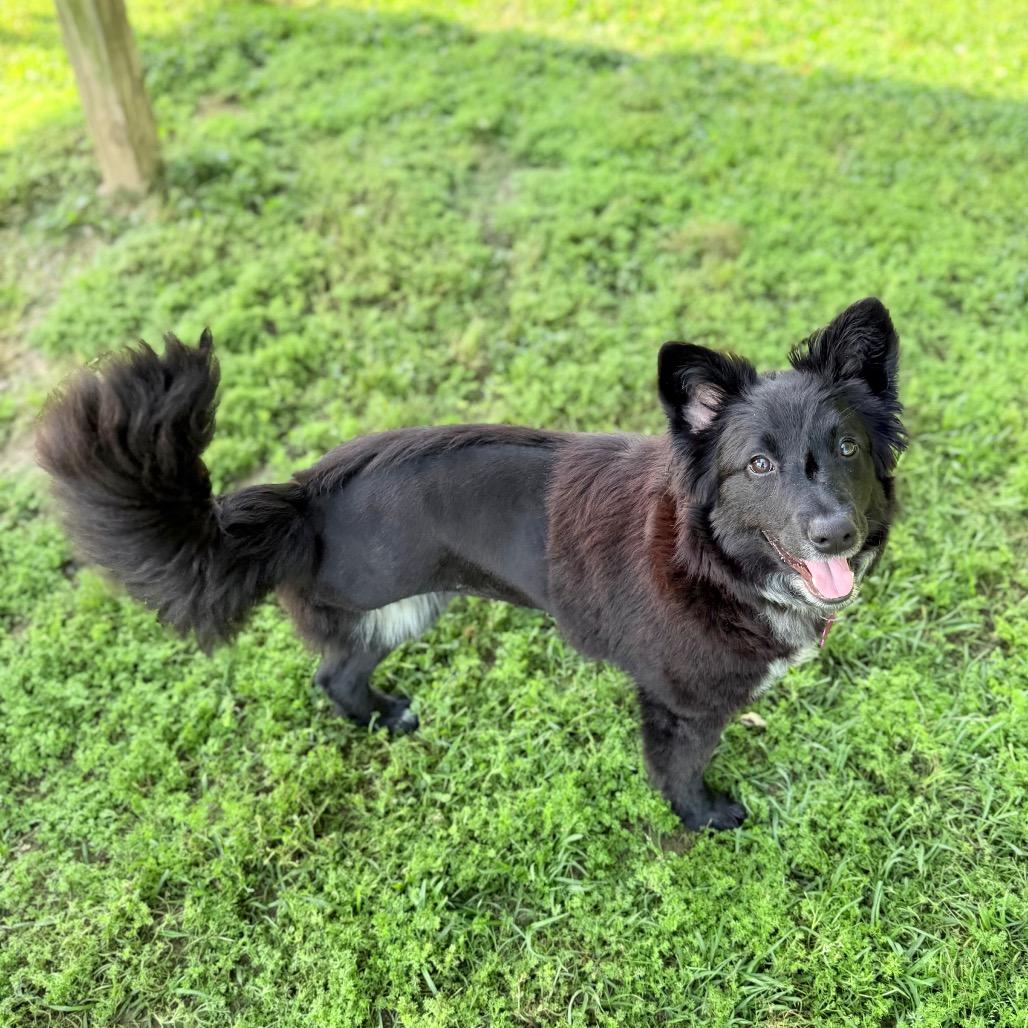 Enlarge Cricket Wireless, a Adoptable mixed breed in Carencro, LA image 6/6