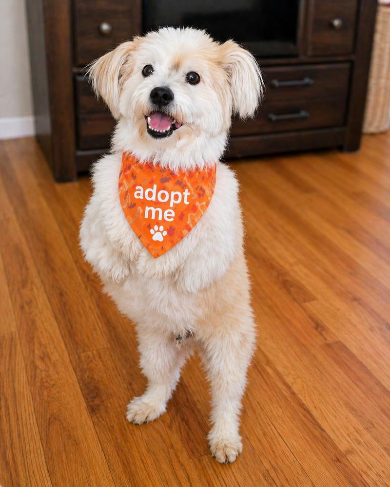 Hokey Pokey, Adoptable, Adult Male Havanese.