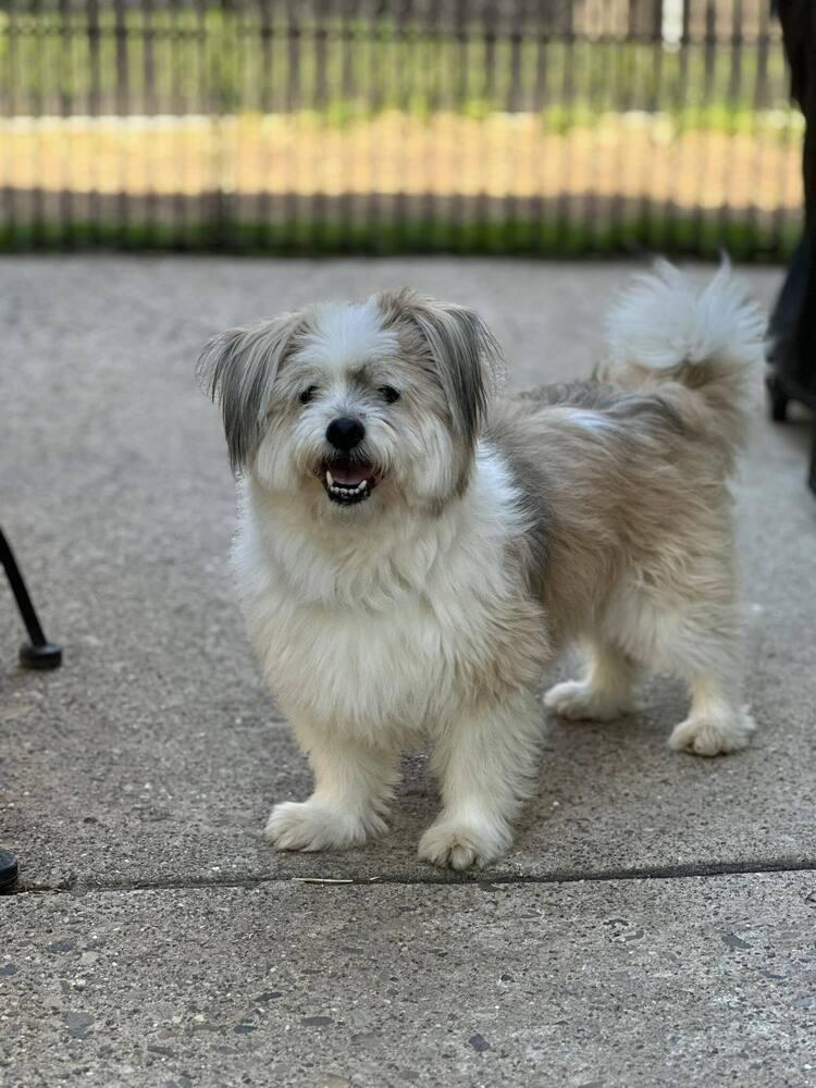 Enlarge Hokey Pokey, a Adoptable mixed breed in Wayne, NJ image 1/2