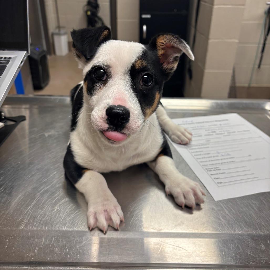 Stump aka Sweet Pea, Adoptable, Young Female Terrier.