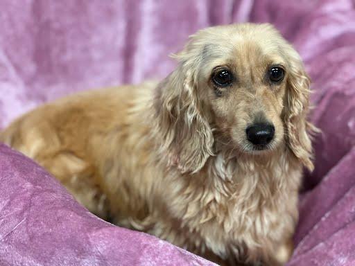 Enlarge Spring, an adopted Dachshund (Long Haired) in Marshall, TX image 1/1