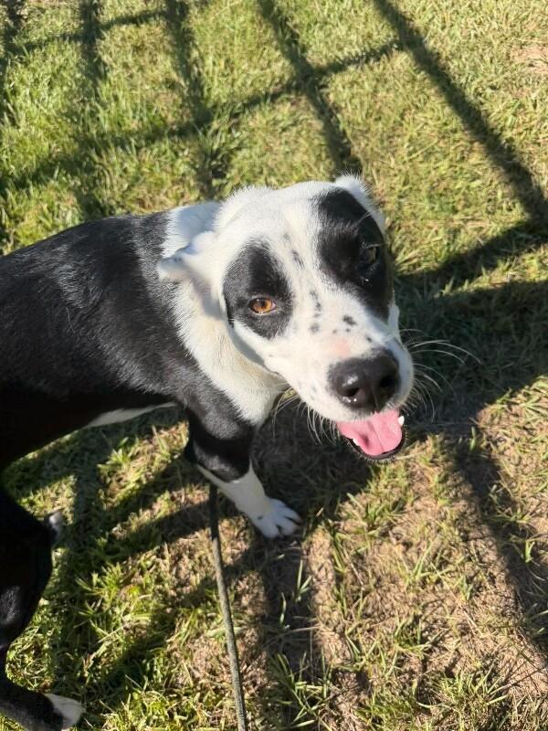 Bingo, Adoptable, Adult Male Border Collie & Labrador Retriever.