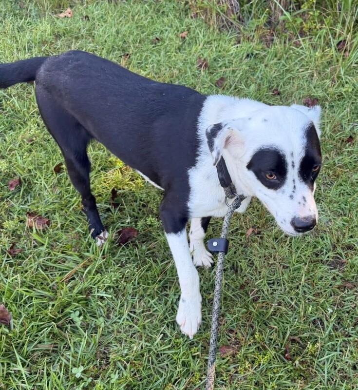 Enlarge Bingo, a Adoptable mixed breed in Burgaw, NC image 2/2
