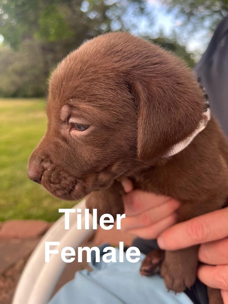 Kakko / Tiller, Adopted, Puppy Female Labrador Retriever.