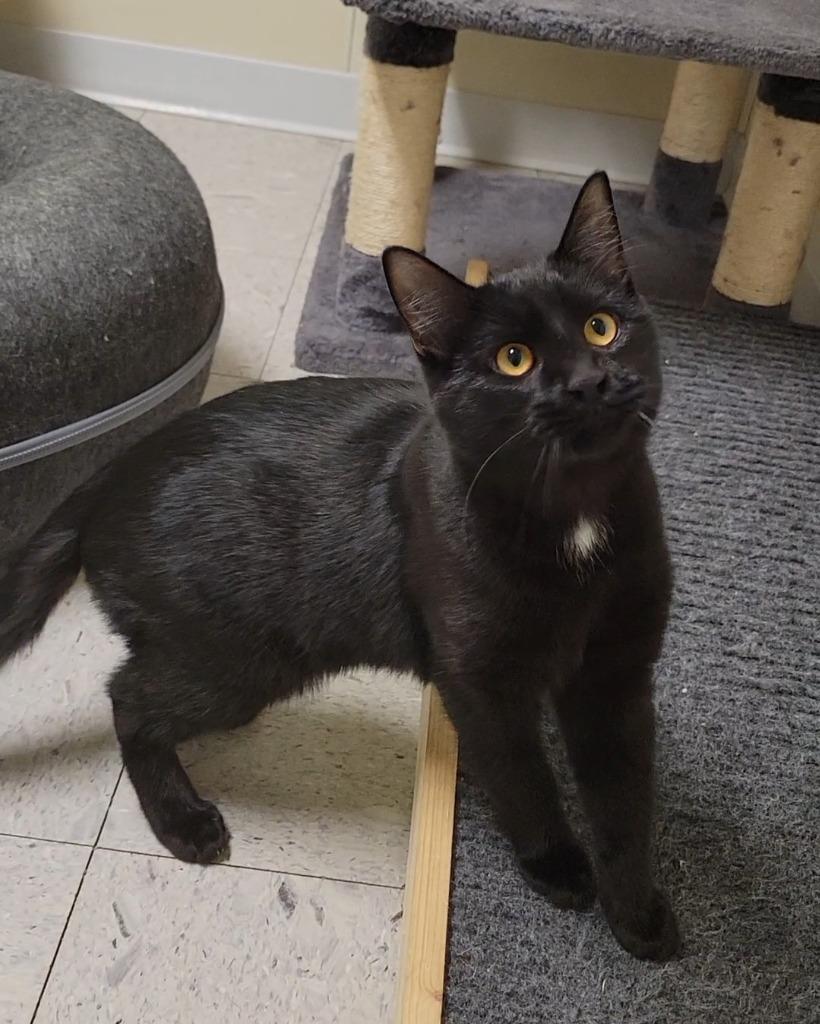 Enlarge JOHNNY, a Adoptable mixed breed in Sandusky, OH image 1/1