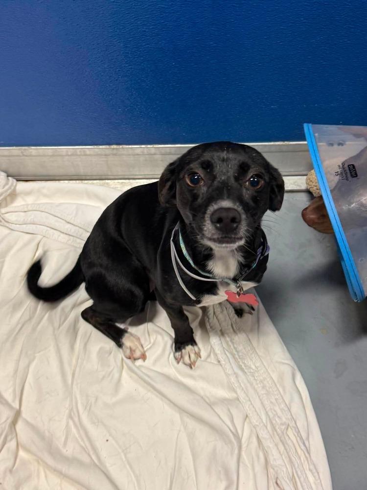 Bluebell, a Adoptable mixed breed in Cortez, CO image 1/4