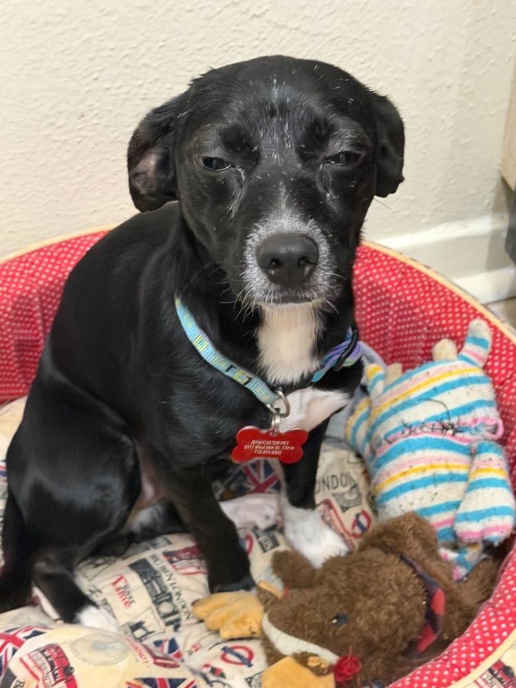 Bluebell, a Adoptable mixed breed in Cortez, CO image 2/4