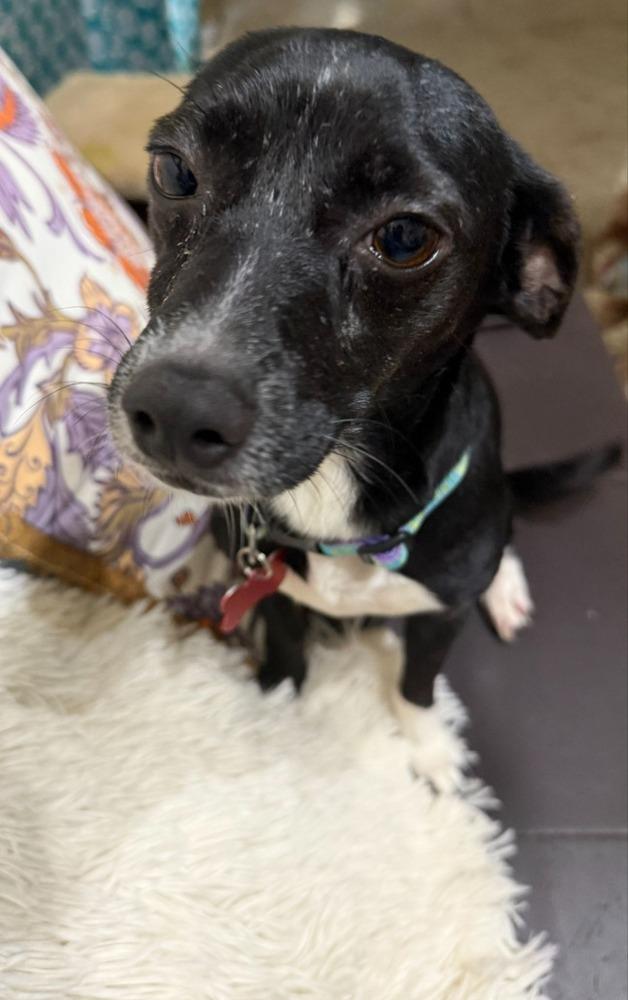Bluebell, a Adoptable mixed breed in Cortez, CO image 4/4