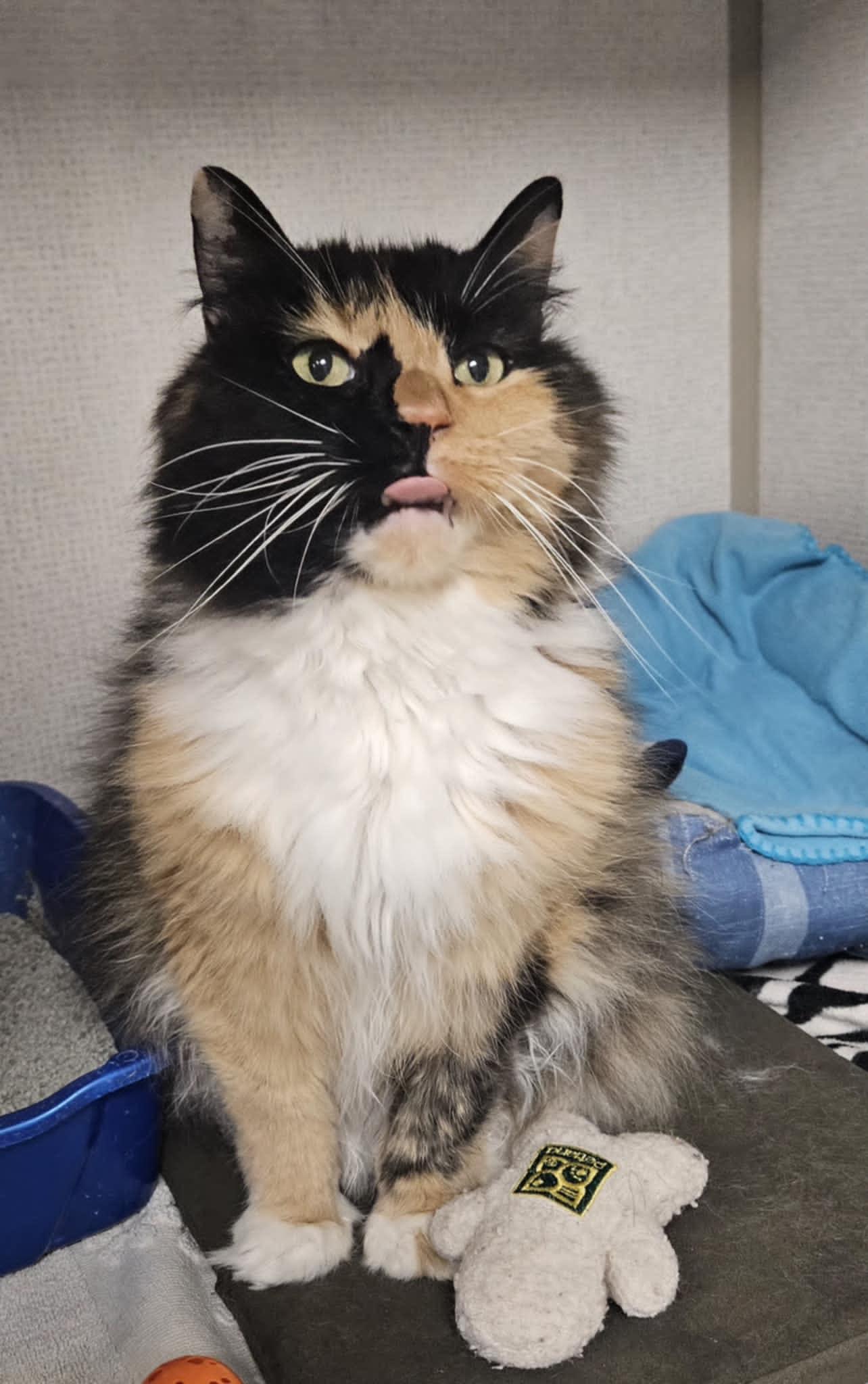 Macchiato