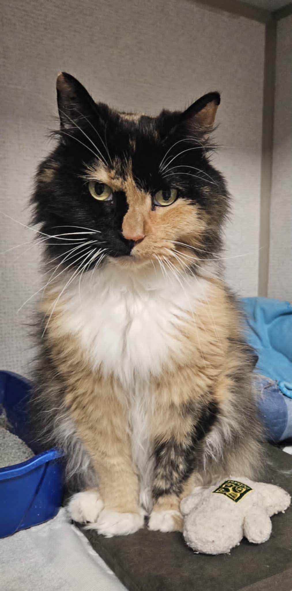 Macchiato, Senior Female unknown