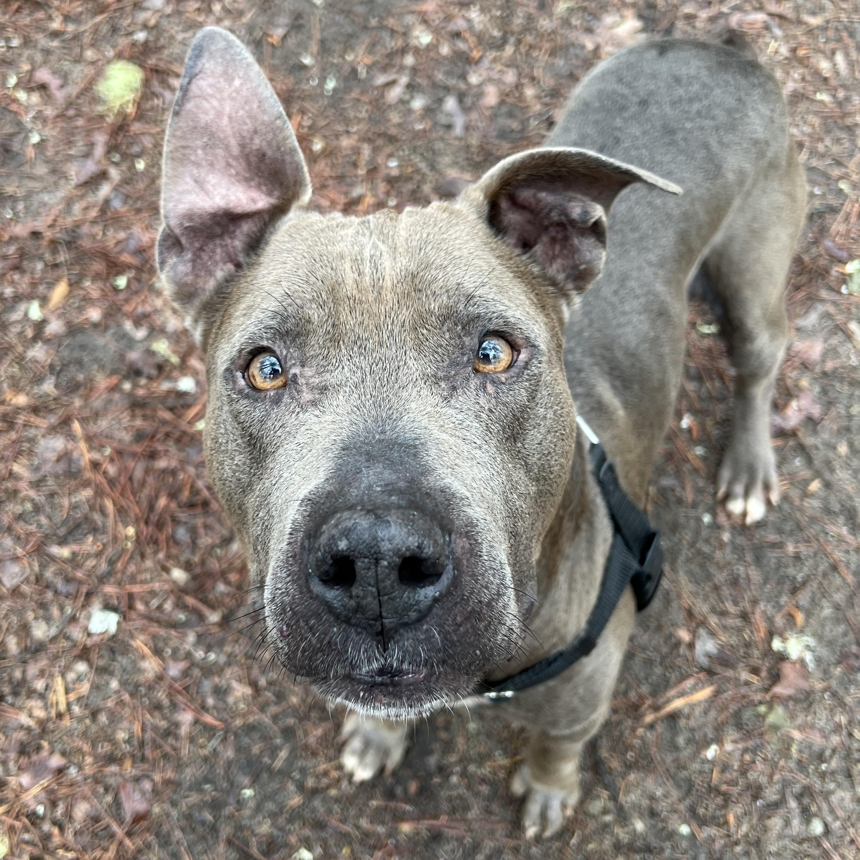 Koy, a ADOPTABLE mixed breed in Cedar Mountain, NC image 2/6