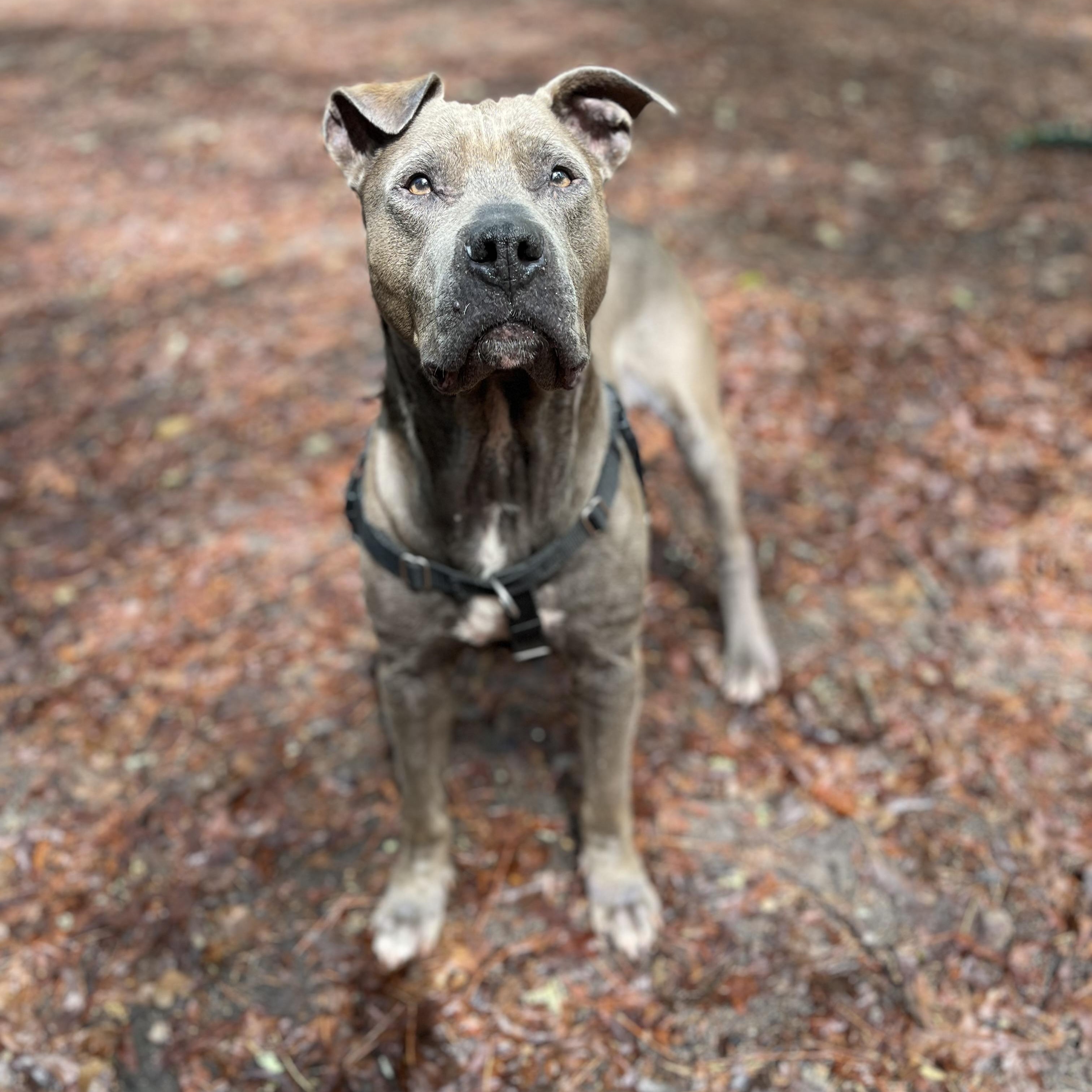 Koy, a ADOPTABLE mixed breed in Cedar Mountain, NC image 6/6