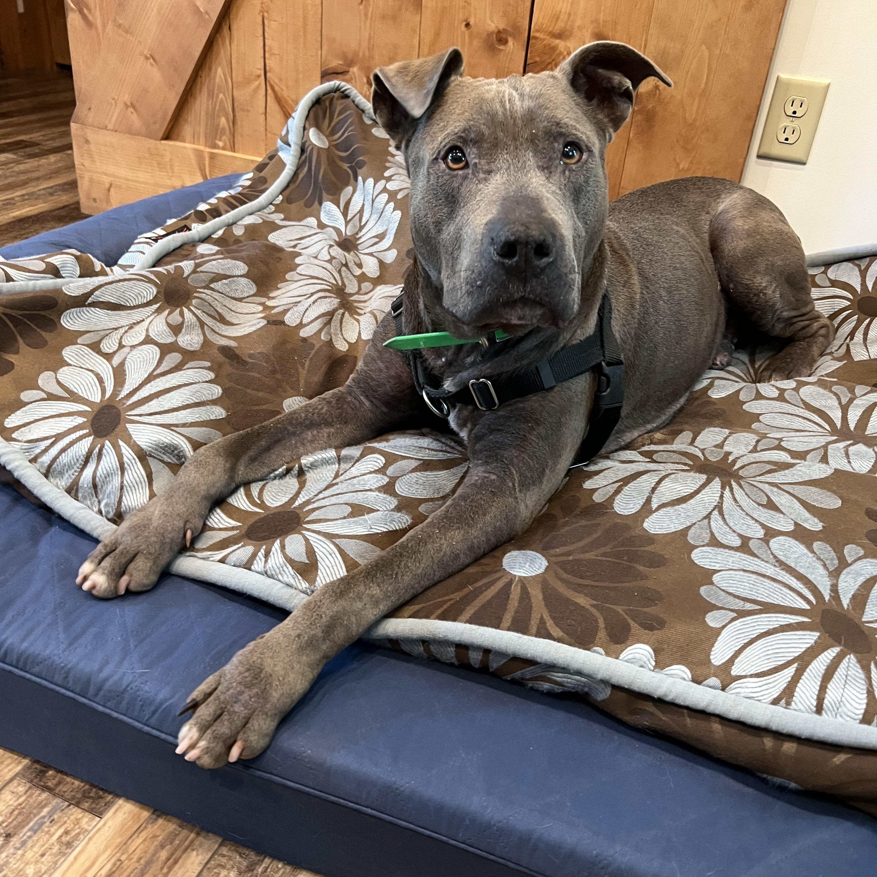 Koy, a ADOPTABLE mixed breed in Cedar Mountain, NC image 3/6