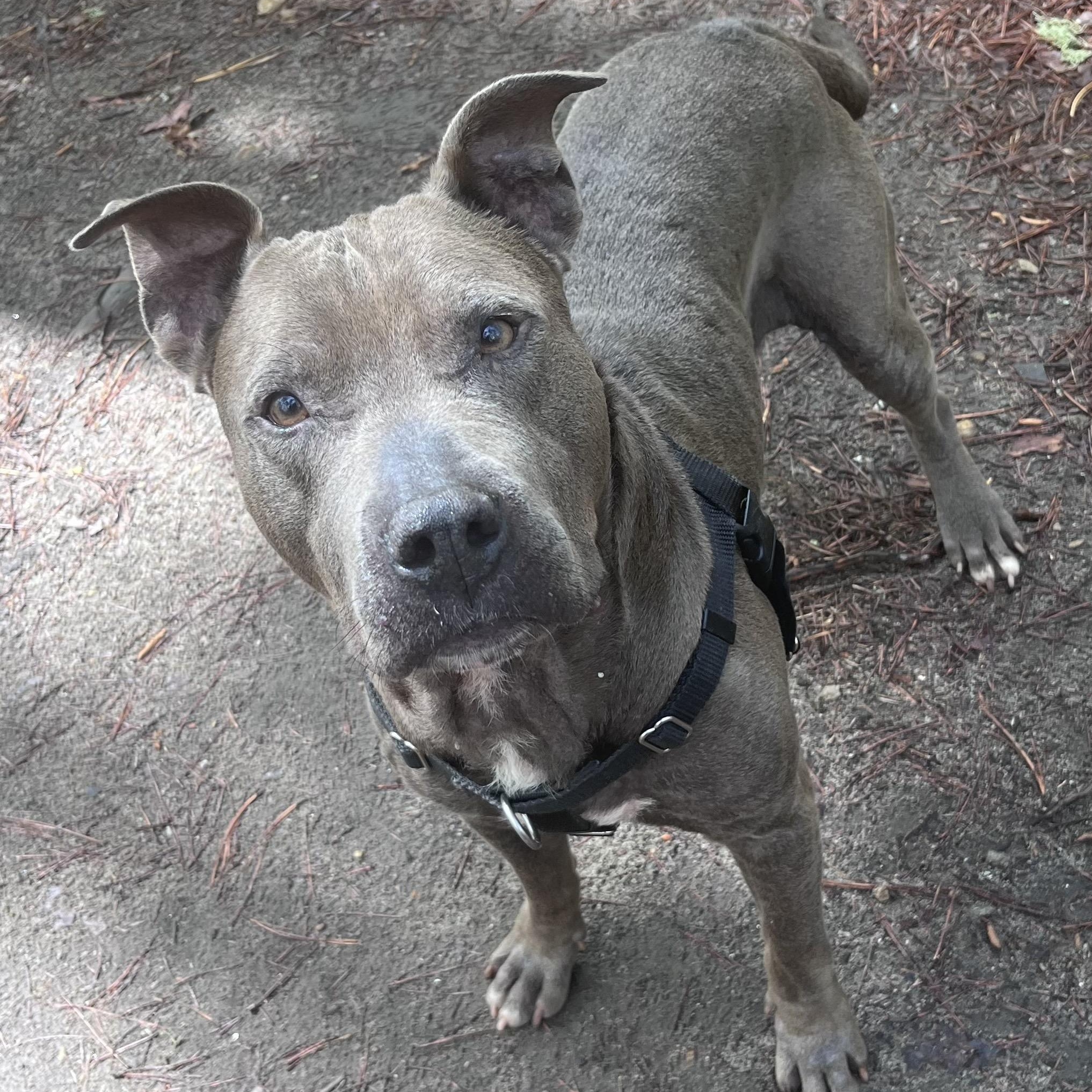 Koy, a ADOPTABLE mixed breed in Cedar Mountain, NC image 5/6