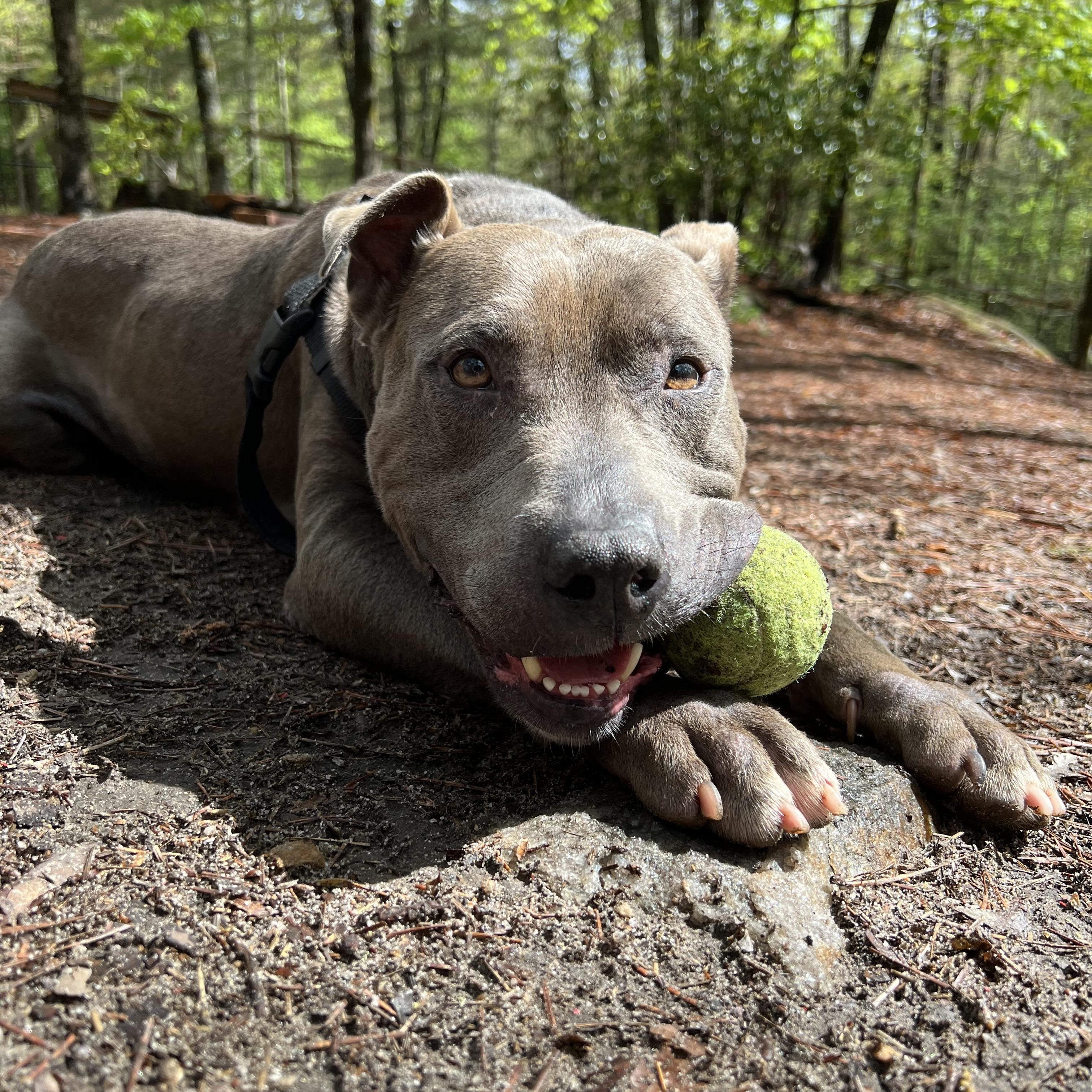 Koy, a ADOPTABLE mixed breed in Cedar Mountain, NC image 4/6