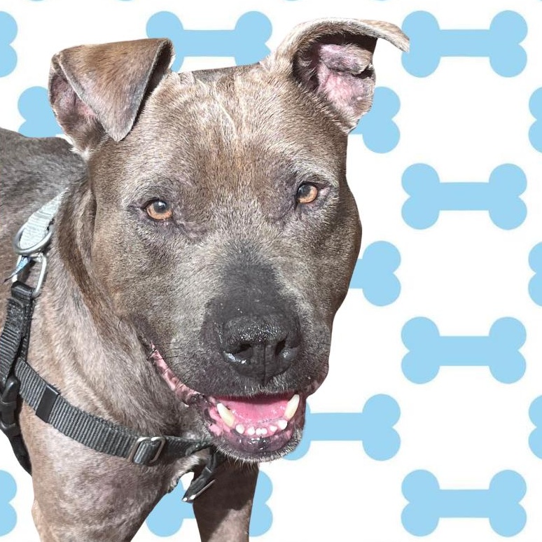 Koy, a ADOPTABLE mixed breed in Cedar Mountain, NC image 1/6