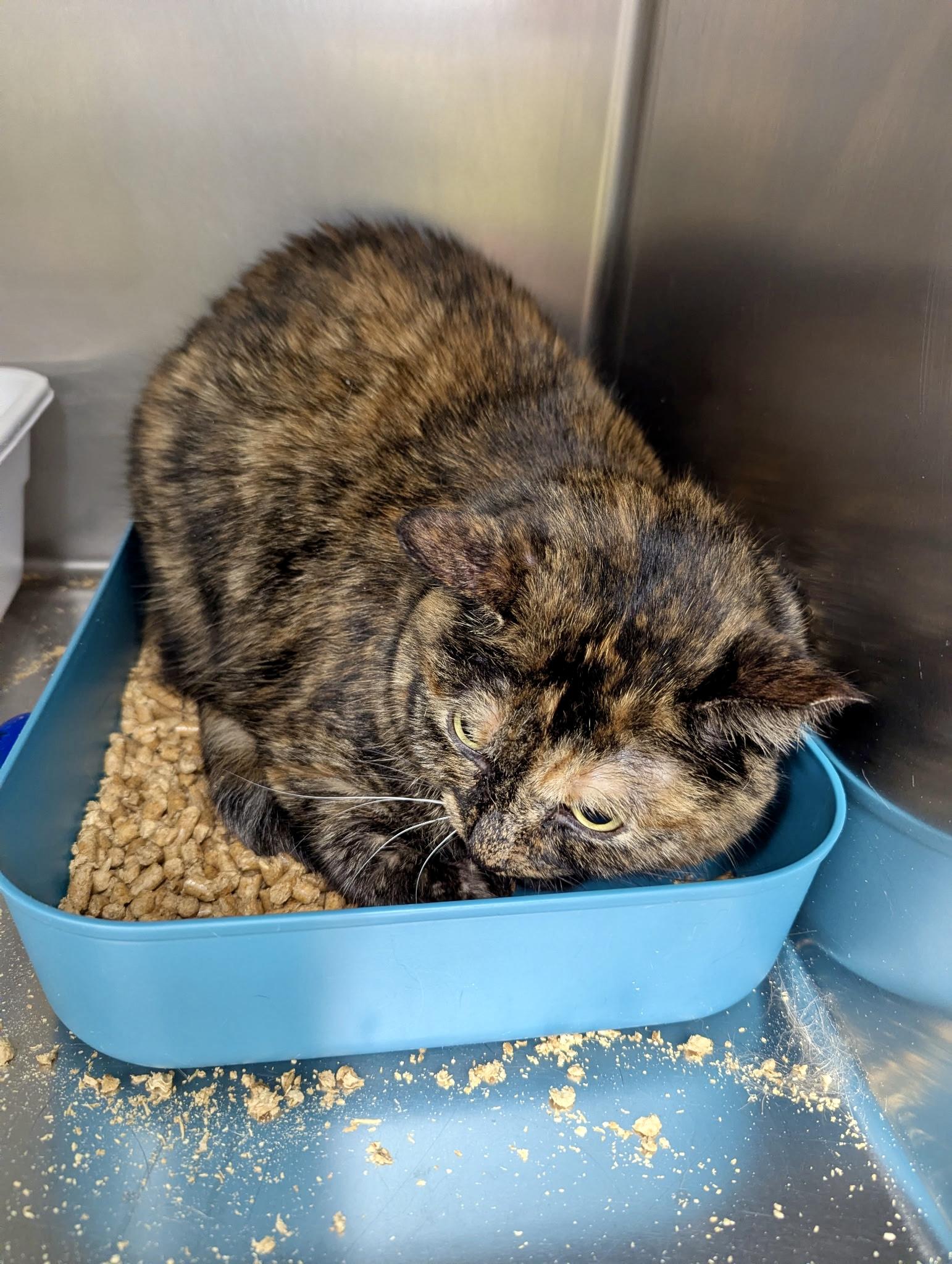 Enlarge Chai, a ADOPTABLE Domestic Short Hair in Petersburg, VA image 2/3