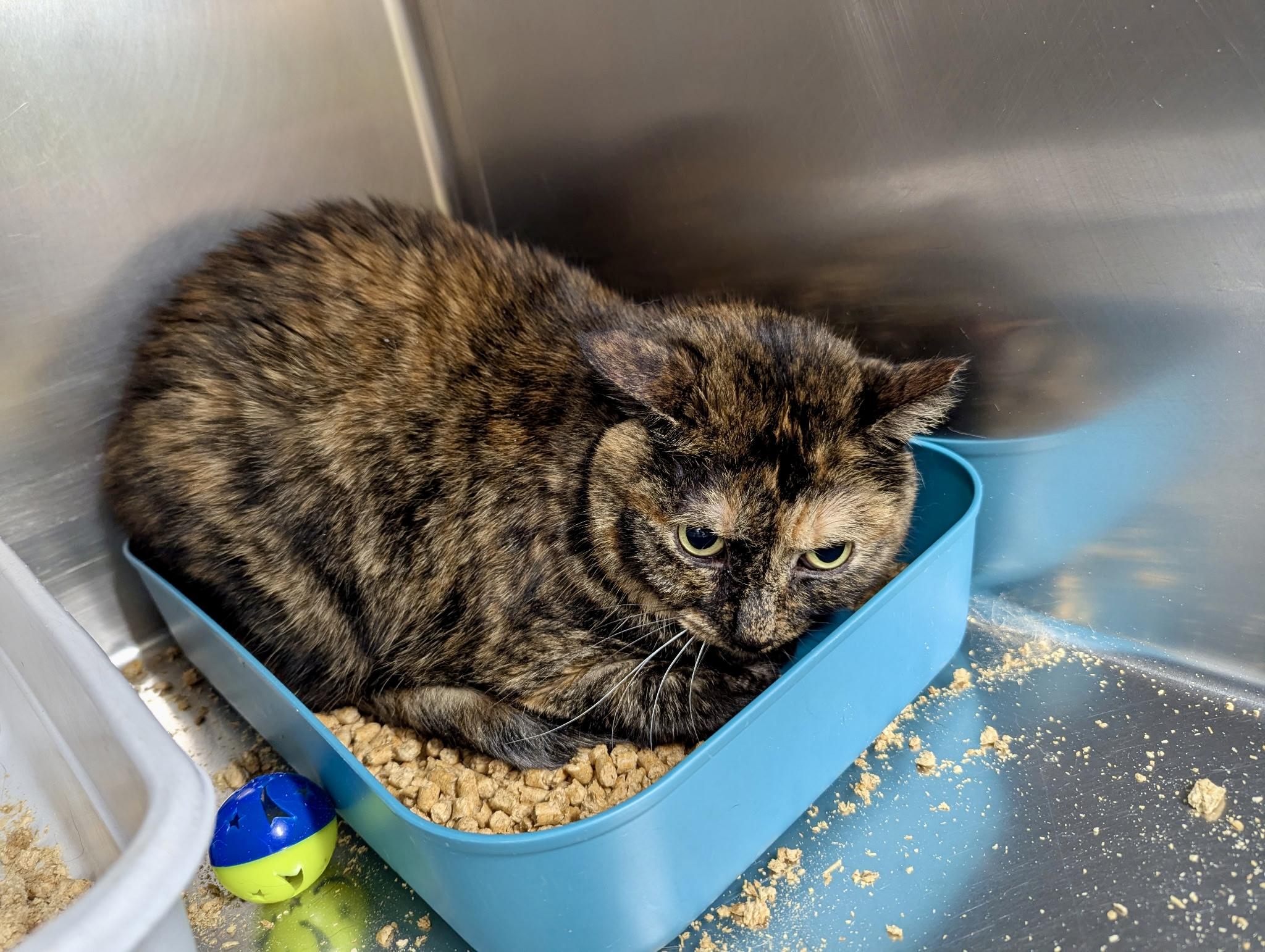 Enlarge Chai, a ADOPTABLE Domestic Short Hair in Petersburg, VA image 1/3