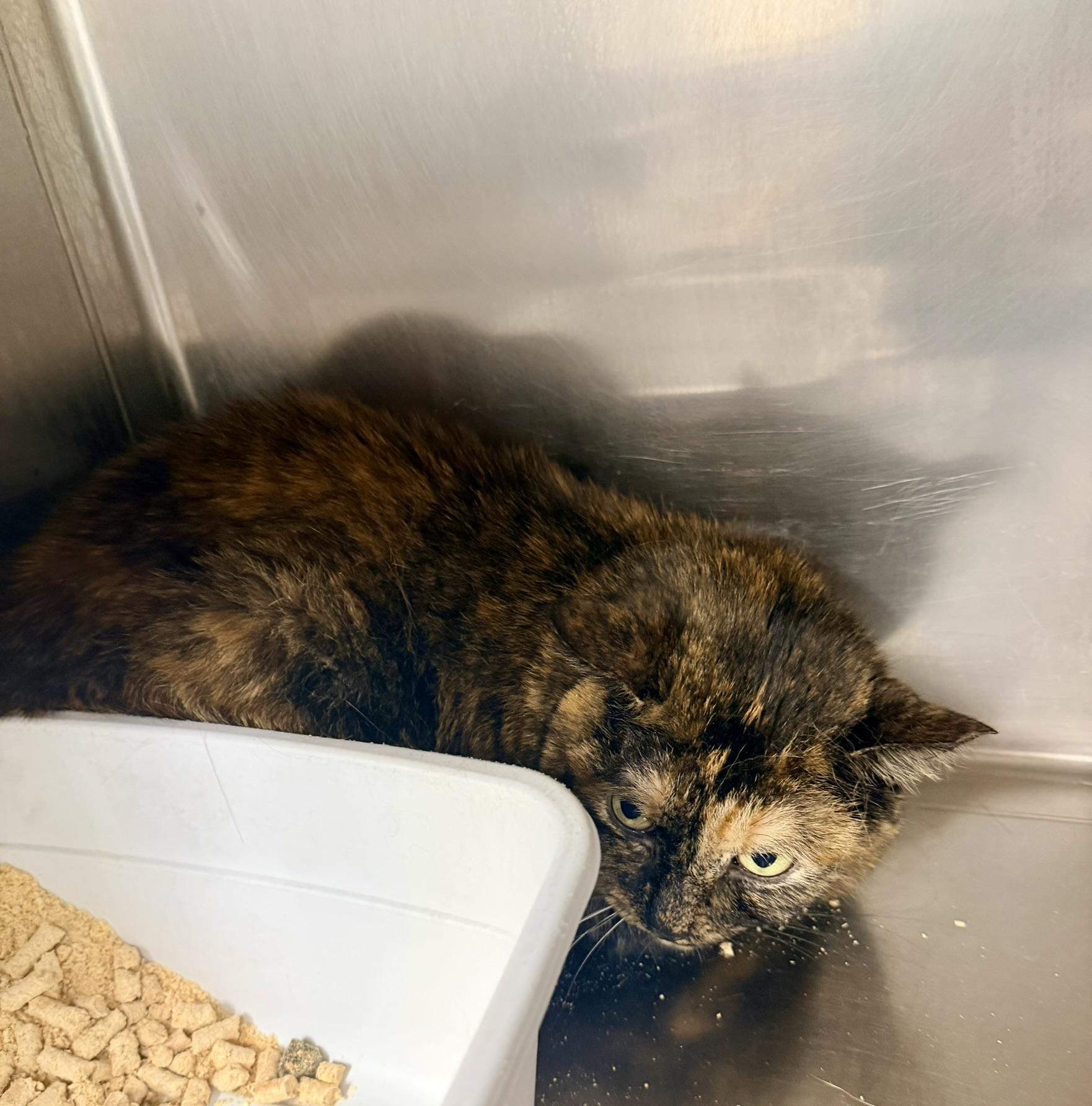 Enlarge Chai, a ADOPTABLE Domestic Short Hair in Petersburg, VA image 3/3