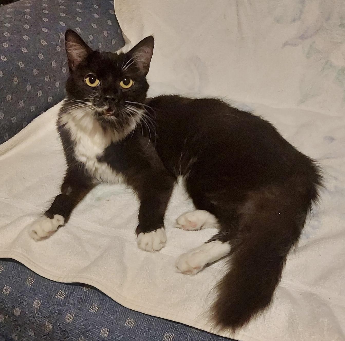 Enlarge Oreo, a Adoptable Domestic Medium Hair in Breinigsville, PA image 1/1