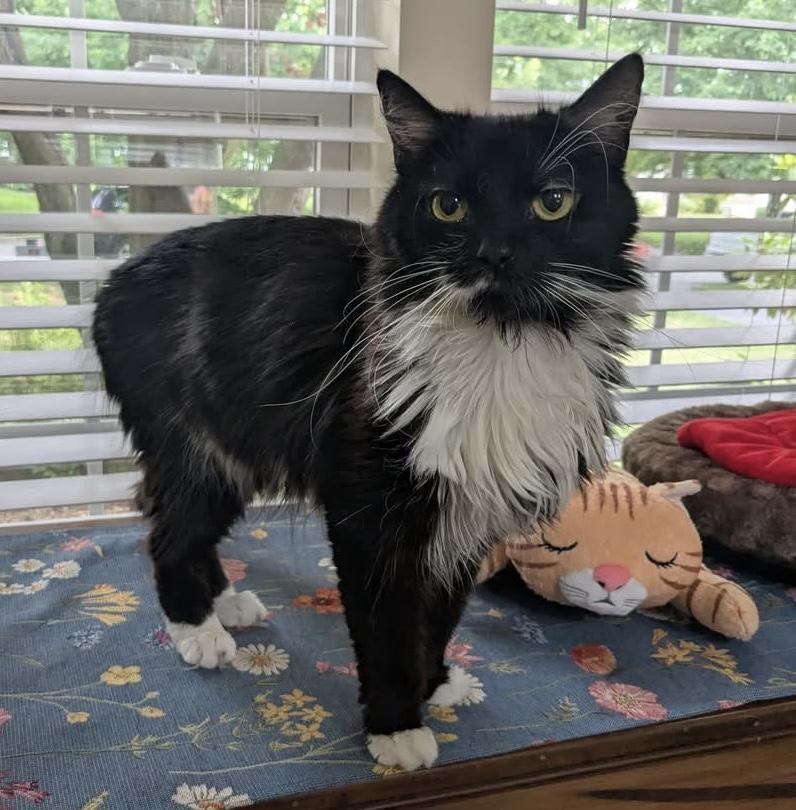 Oreo, Adoptable, Adult Female Domestic Medium Hair.
