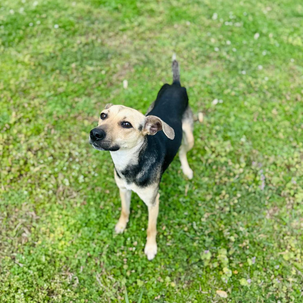 Dobby, Adoptable, Adult Female Terrier & Italian Greyhound.