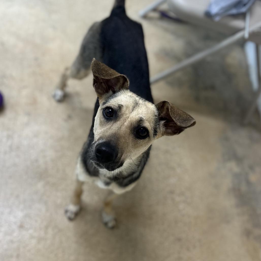 Enlarge Dobby, a Adoptable mixed breed in Brownsboro, AL image 2/6