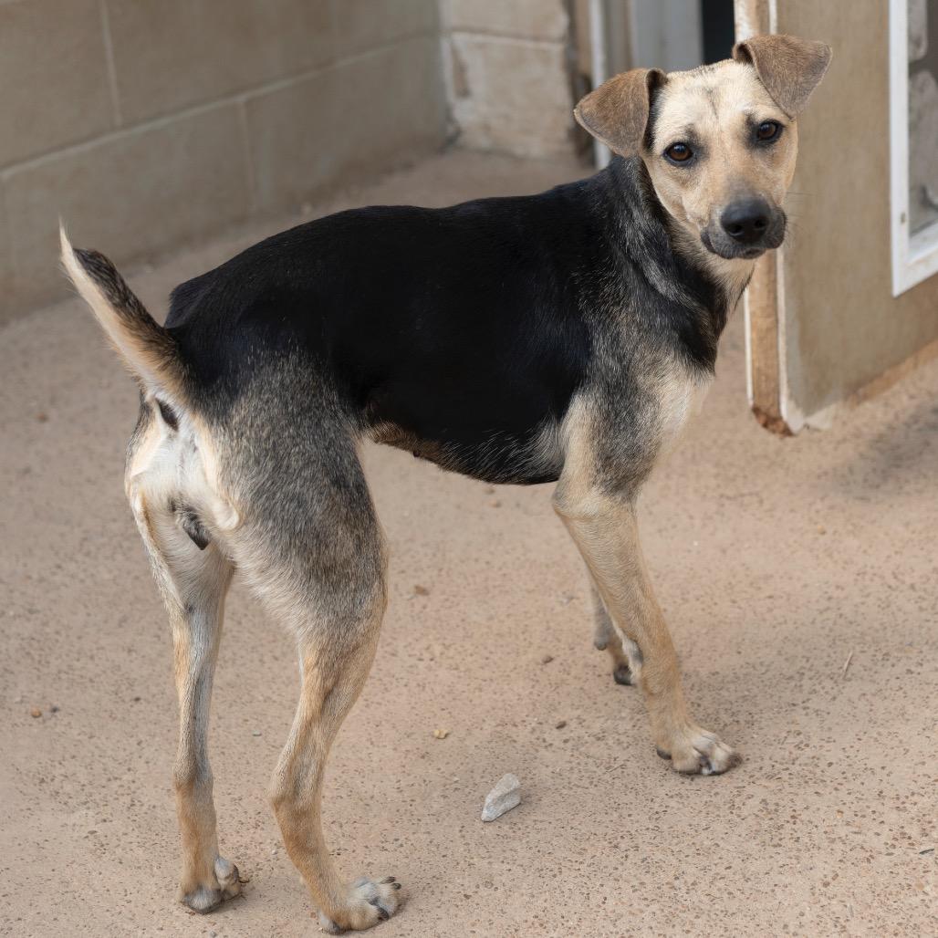 Enlarge Dobby, a Adoptable mixed breed in Brownsboro, AL image 3/6