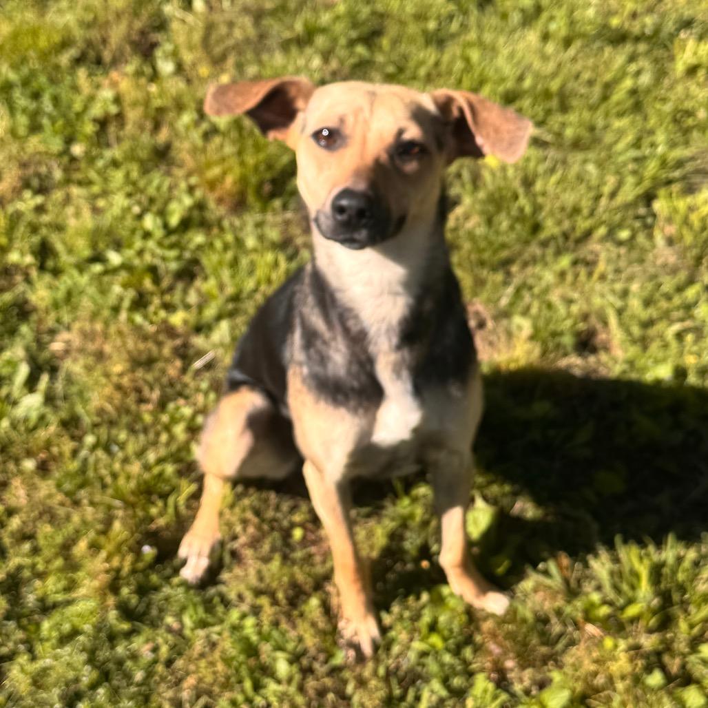Enlarge Dobby, a Adoptable mixed breed in Brownsboro, AL image 4/6