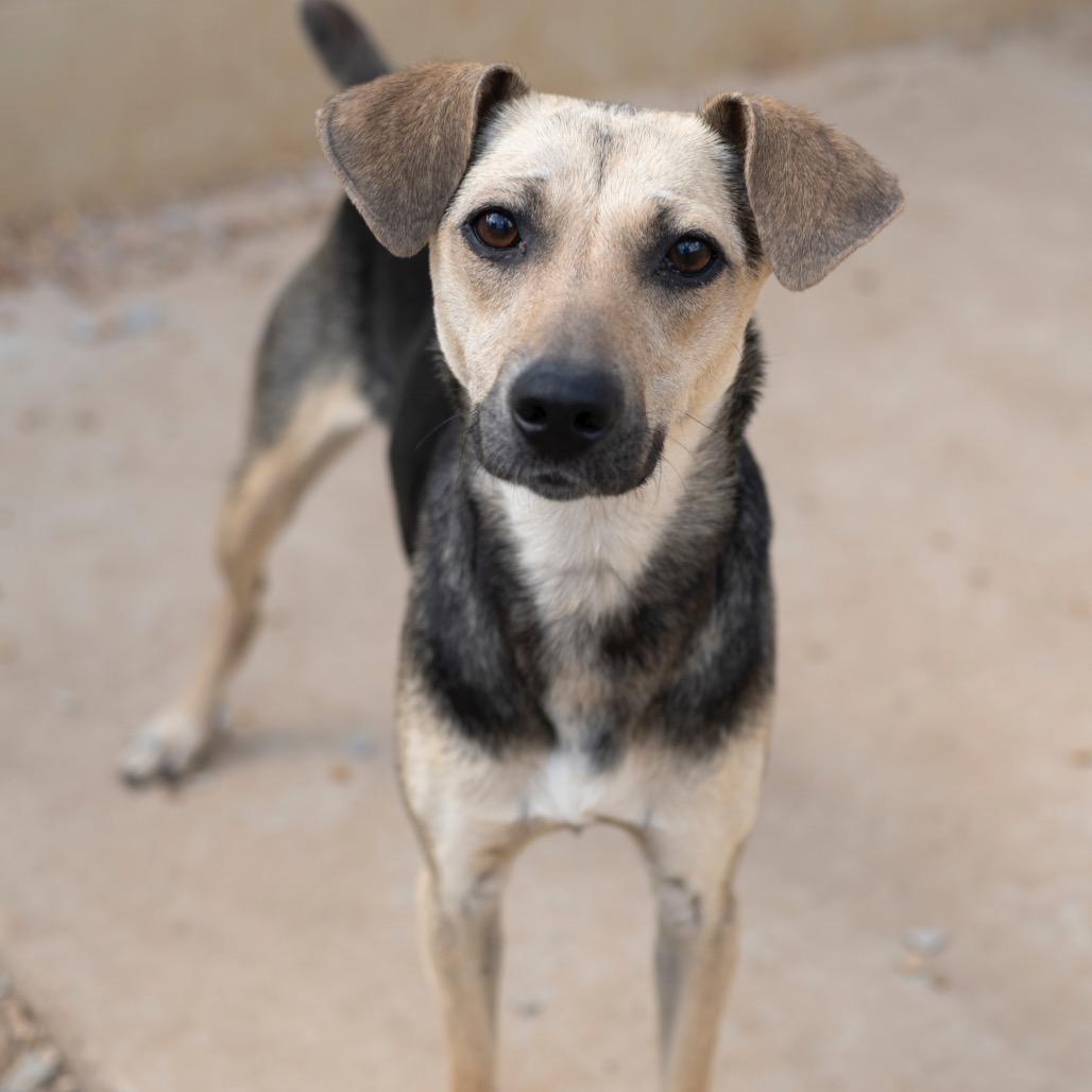 Enlarge Dobby, a Adoptable mixed breed in Brownsboro, AL image 5/6