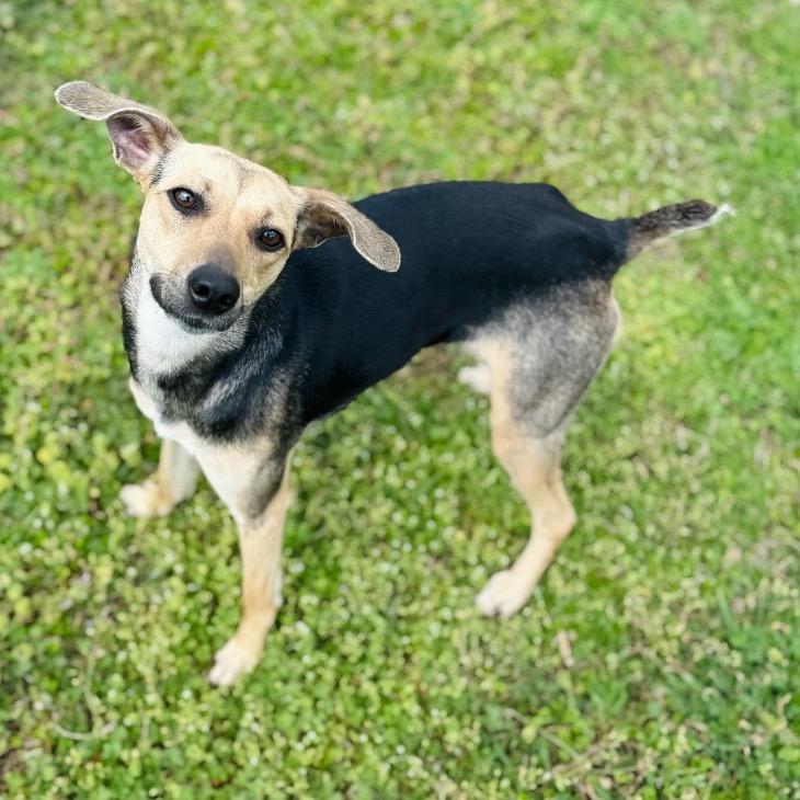 Enlarge Dobby, a Adoptable mixed breed in Brownsboro, AL image 6/6